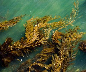 Chiết xuất tảo nâu ngăn ngừa xơ vữa động mạch