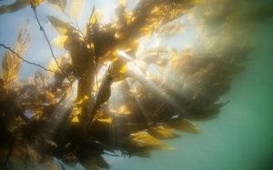 Fucoidan trong tảo nâu – thần dược cho sức khỏe